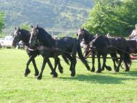 <img200*0:stuff/z/24648/Horses%2520by%2520Ricco/i1170862035_25.jpg>
