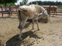 <img200*0:stuff/z/24648/Horses%2520by%2520Ricco/i1170862035_26.jpg>
