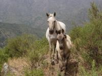 <img200*0:stuff/z/24648/Horses%2520by%2520Ricco/i1170862035_27.jpg>