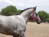 <img200*0:stuff/z/24648/Horses%2520by%2520Ricco/i1170862035_28.jpg>