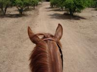 <img200*0:stuff/z/24648/Horses%2520by%2520Ricco/i1170862035_29.jpg>