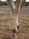 <img100*0:stuff/z/24648/Horses%2520by%2520Ricco/i1170862035_31.jpg>