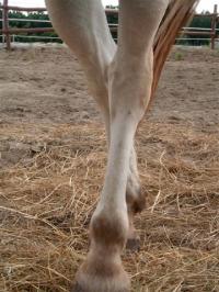 <img200*0:stuff/z/24648/Horses%2520by%2520Ricco/i1170862035_31.jpg>