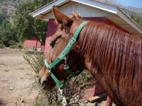 <img200*0:stuff/z/24648/Horses%2520by%2520Ricco/i1170862035_32.jpg>