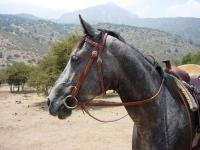 <img200*0:stuff/z/24648/Horses%2520by%2520Ricco/i1170862035_33.jpg>