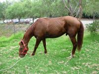 <img200*0:stuff/z/24648/Horses%2520by%2520Ricco/i1170862035_35.jpg>