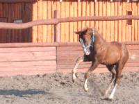 <img200*0:stuff/z/24648/Horses%2520by%2520Ricco/i1170862035_36.jpg>