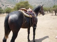 <img200*0:stuff/z/24648/Horses%2520by%2520Ricco/i1170862035_38.jpg>