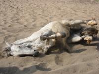 <img200*0:stuff/z/24648/Horses%2520by%2520Ricco/i1170862035_40.jpg>