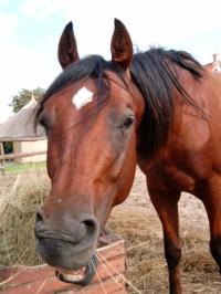 <img200*0:stuff/z/24648/Horses%2520by%2520Ricco/i1170862035_41.jpg>