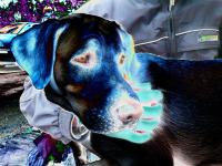 <img200*0:stuff/z/24725/New%2520seson%2520pics%253d)/i1183364028_8.jpg>