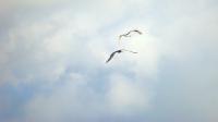 <img200*0:stuff/z/24832/K%2520Sky/i1291641665_40.jpg>