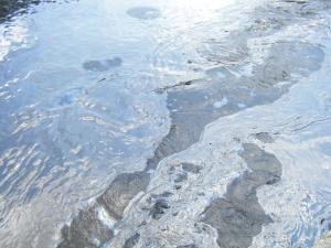 <img300*0:stuff/z/25313/Oil%2520Spill/DSCF9014.JPG>