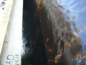 <img300*0:stuff/z/25313/Oil%2520Spill/DSCF9018.JPG>