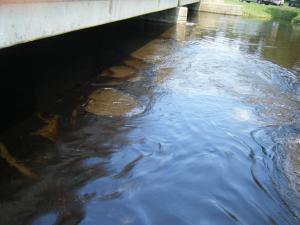 <img300*0:stuff/z/25313/Oil%2520Spill/DSCF9019.JPG>