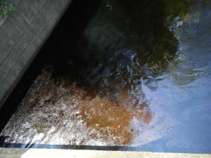 <img300*0:stuff/z/25313/Oil%2520Spill/DSCF9023.JPG>