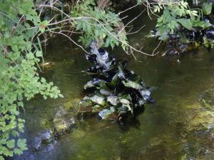 <img300*0:stuff/z/25313/Oil%2520Spill/DSCF9024.JPG>