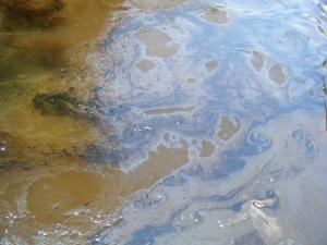 <img300*0:stuff/z/25313/Oil%2520Spill/DSCF9025.JPG>
