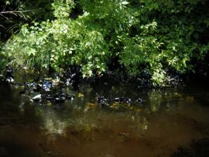 <img300*0:stuff/z/25313/Oil%2520Spill/DSCF9026.JPG>