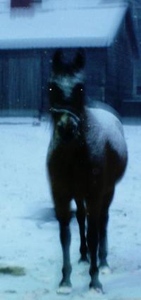 <img200*0:stuff/z/26215/Horses%2520by%2520Tanka/i1169499986_1.jpg>