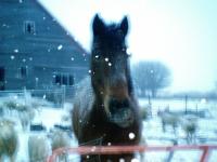 <img200*0:stuff/z/26215/Horses%2520by%2520Tanka/i1169499986_10.jpg>