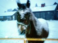 <img200*0:stuff/z/26215/Horses%2520by%2520Tanka/i1169499986_3.jpg>