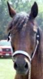 <img:stuff/z/26215/Horses%2520by%2520Tanka/i1169499986_4.jpg>