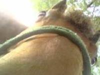 <img200*0:stuff/z/26215/Horses%2520by%2520Tanka/i1169499986_8.jpg>