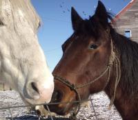 <img200*0:stuff/z/26215/Horses%2520by%2520Tanka/i1169499986_9.jpg>