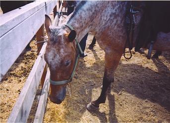 <img0*250:stuff/z/291/HorsesByAnna/appyeating.jpg>