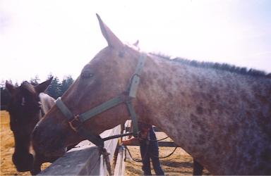 <img0*250:stuff/z/291/HorsesByAnna/appyhead.jpg>