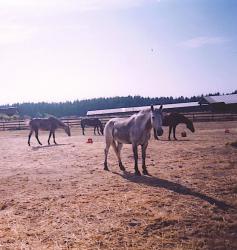 <img0*250:stuff/z/291/HorsesByAnna/dirtydove.jpg>