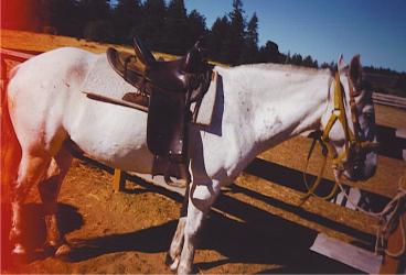 <img0*250:stuff/z/291/HorsesByAnna/dove1.jpg>