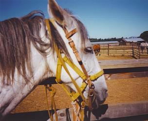 <img0*250:stuff/z/291/HorsesByAnna/dove2.jpg>