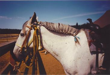 <img0*250:stuff/z/291/HorsesByAnna/dove3.jpg>