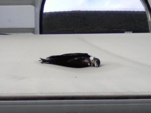 <img500*0:stuff/z/31052/Dead%2520birdy/i1213028105_1.jpg>