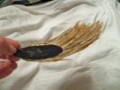Feathers by Hanhepi