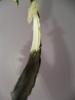 <img0*100:stuff/z/39710/feathers%2520by%2520hanhepi/eagle%20feather%20%28dyed%295.JPG>
