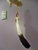 <img0*100:stuff/z/39710/feathers%2520by%2520hanhepi/eagle%20feather%20%28dyed%296.JPG>