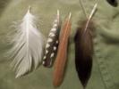 <img0*100:stuff/z/39710/feathers%2520by%2520hanhepi/feathers%20different%20sizes.JPG>