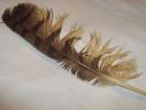 <img0*100:stuff/z/39710/feathers%2520by%2520hanhepi/hawk.JPG>