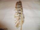 <img0*100:stuff/z/39710/feathers%2520by%2520hanhepi/hawk2.JPG>