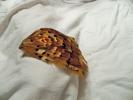 <img0*100:stuff/z/39710/feathers%2520by%2520hanhepi/pheasant%20pad5.JPG>