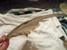 <img0*100:stuff/z/39710/feathers%2520by%2520hanhepi/pheasant%20wing%20side%20view2.JPG>