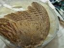 <img0*100:stuff/z/39710/feathers%2520by%2520hanhepi/pheasant%20wing10.JPG>