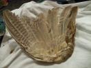<img0*100:stuff/z/39710/feathers%2520by%2520hanhepi/pheasant%20wing4.JPG>