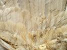 <img0*100:stuff/z/39710/feathers%2520by%2520hanhepi/pheasant%20wing6.JPG>