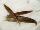 <img0*100:stuff/z/39710/feathers%2520by%2520hanhepi/phesant.JPG>