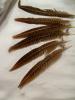 <img0*100:stuff/z/39710/feathers%2520by%2520hanhepi/phesant3.JPG>
