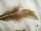 <img0*100:stuff/z/39710/feathers%2520by%2520hanhepi/rump%20plumage%202.JPG>